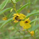 Partridge Peas 4