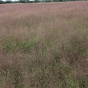 Oso Halls Panicum 3