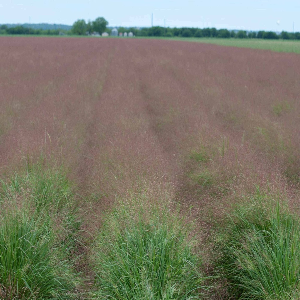 Oso Halls Panicum 5