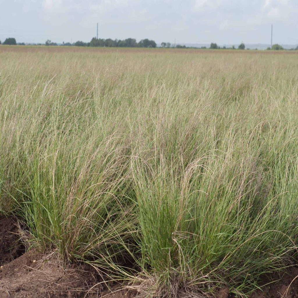 Nueces Sand Dropseed 3