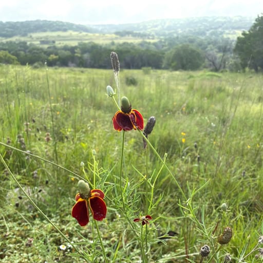 MEXICAN HAT 2