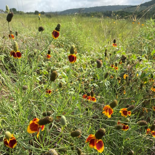 MEXICAN HAT 3