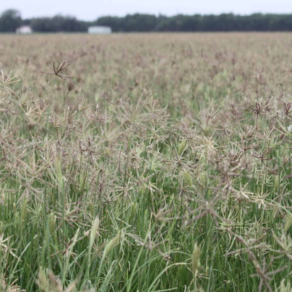 Mariah Hooded Windmillgrass 2