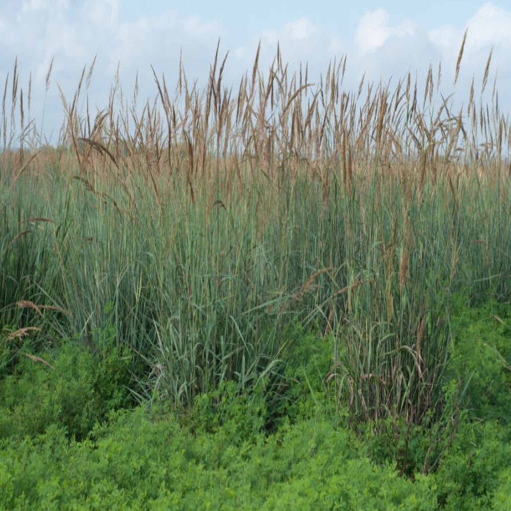 Lometa Indiangrass 2