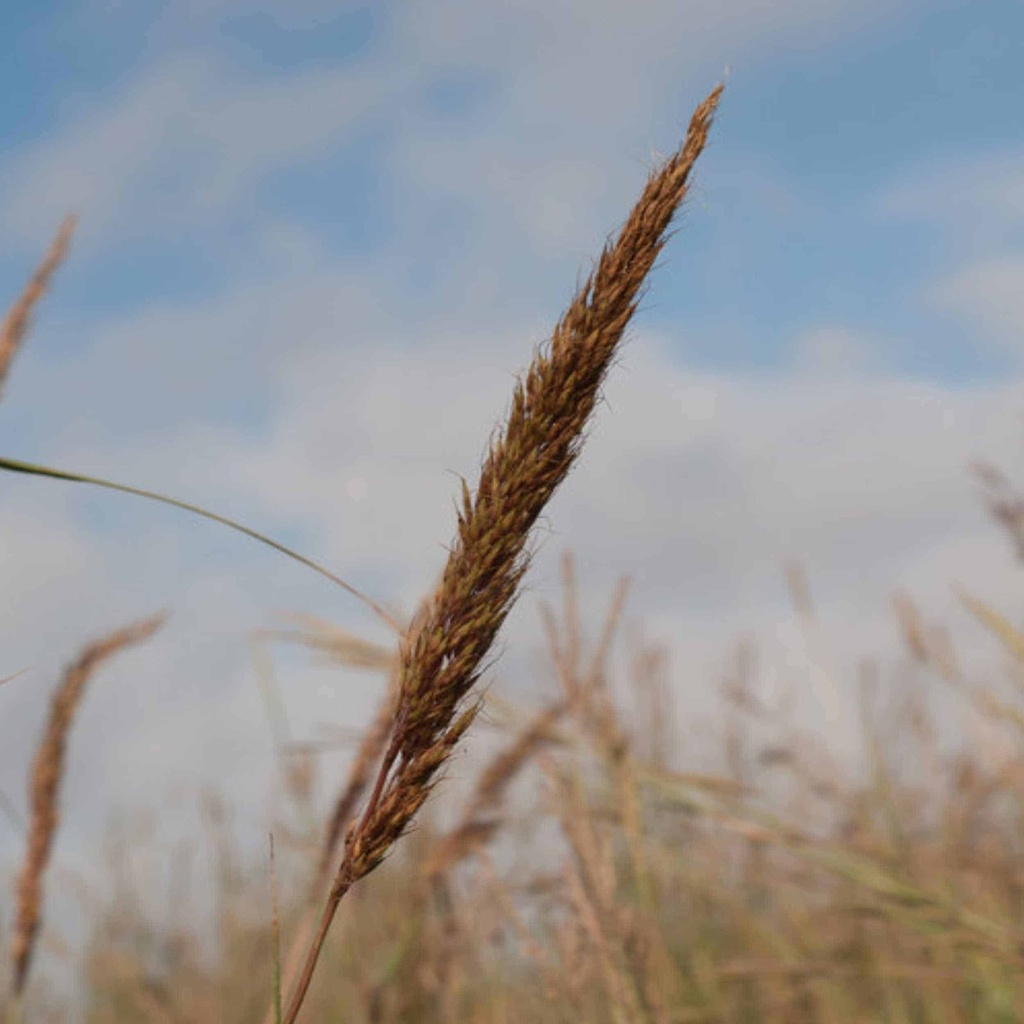 Lometa Indiangrass 3