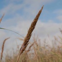 Lometa Indiangrass 3