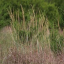 Lometa Indiangrass 6