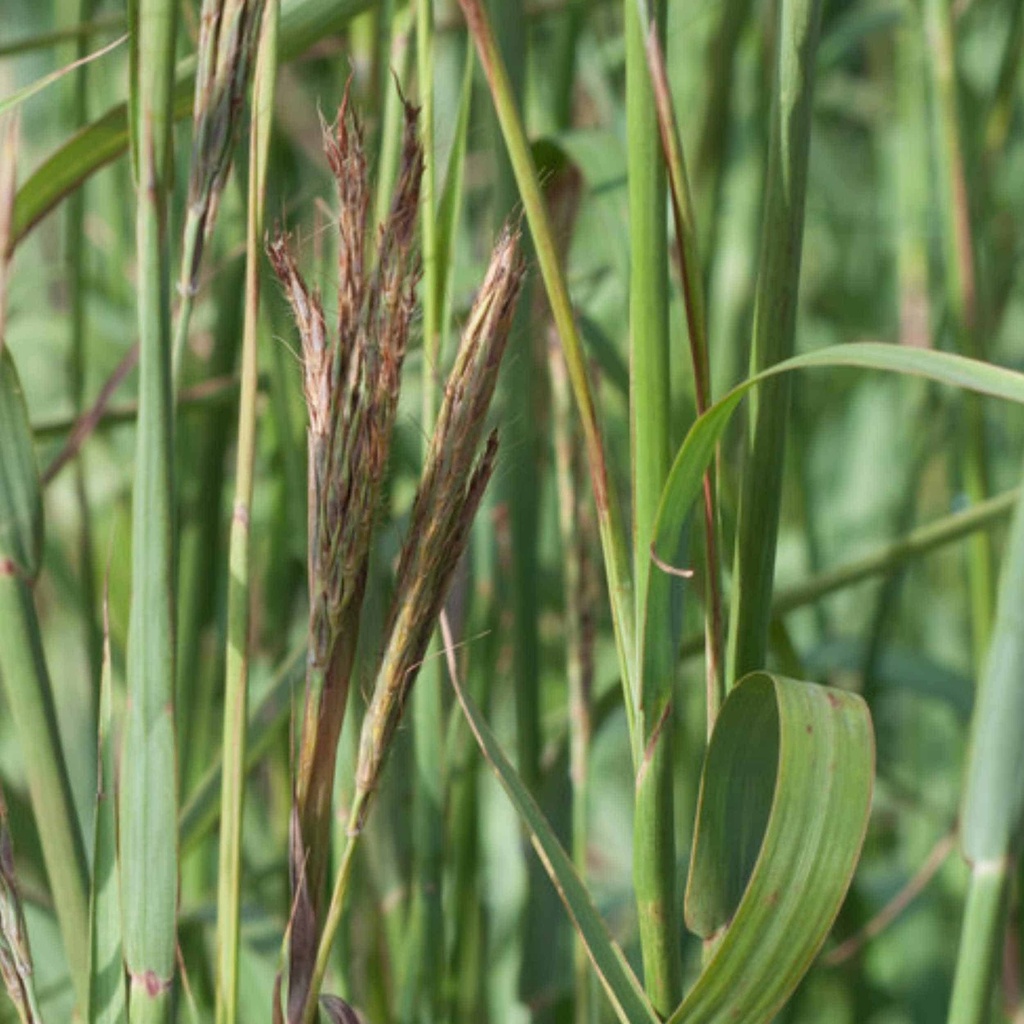 Kenedy Big Bluestem 3