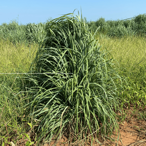 Kenedy Big Bluestem 4