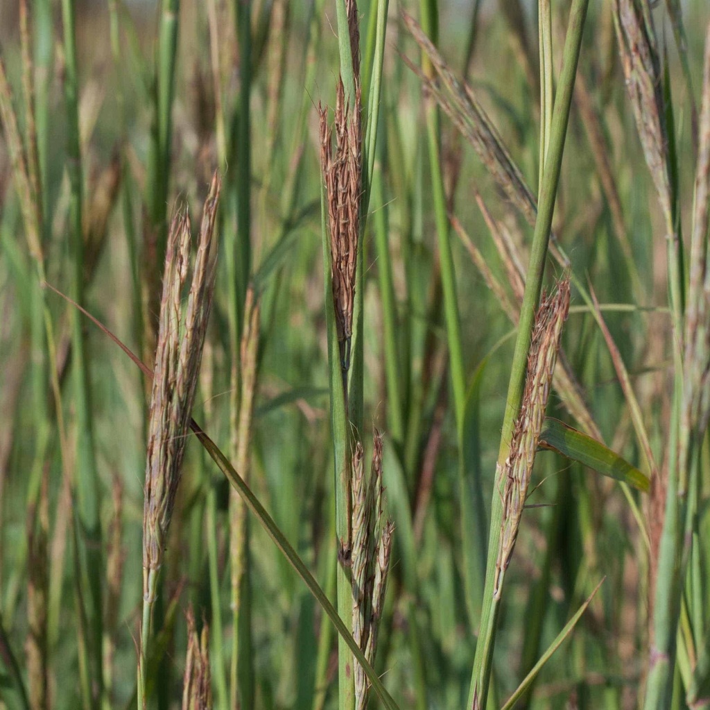 Kenedy Big Bluestem 5