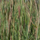 Kenedy Big Bluestem 5