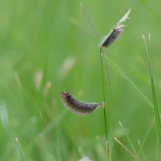 King's Native Grass Mix 2