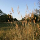 King's Native Grass Mix 5