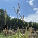 KAW BIG BLUESTEM 2