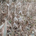 INLAND SEAOATS 3