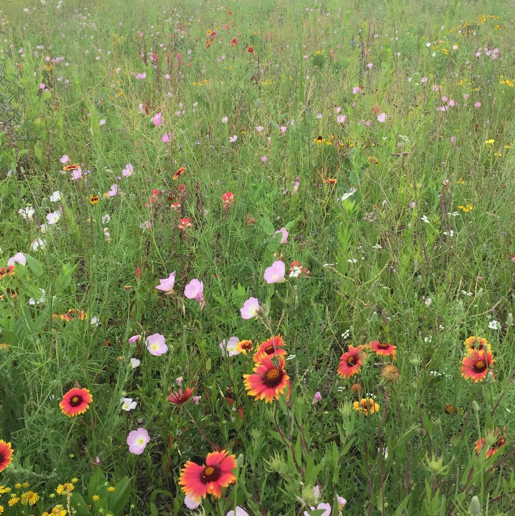 INDIAN BLANKET 3