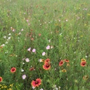 INDIAN BLANKET 3