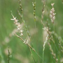 Curly Mesquite 4