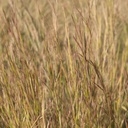 CIMARRON LITTLE BLUESTEM 2