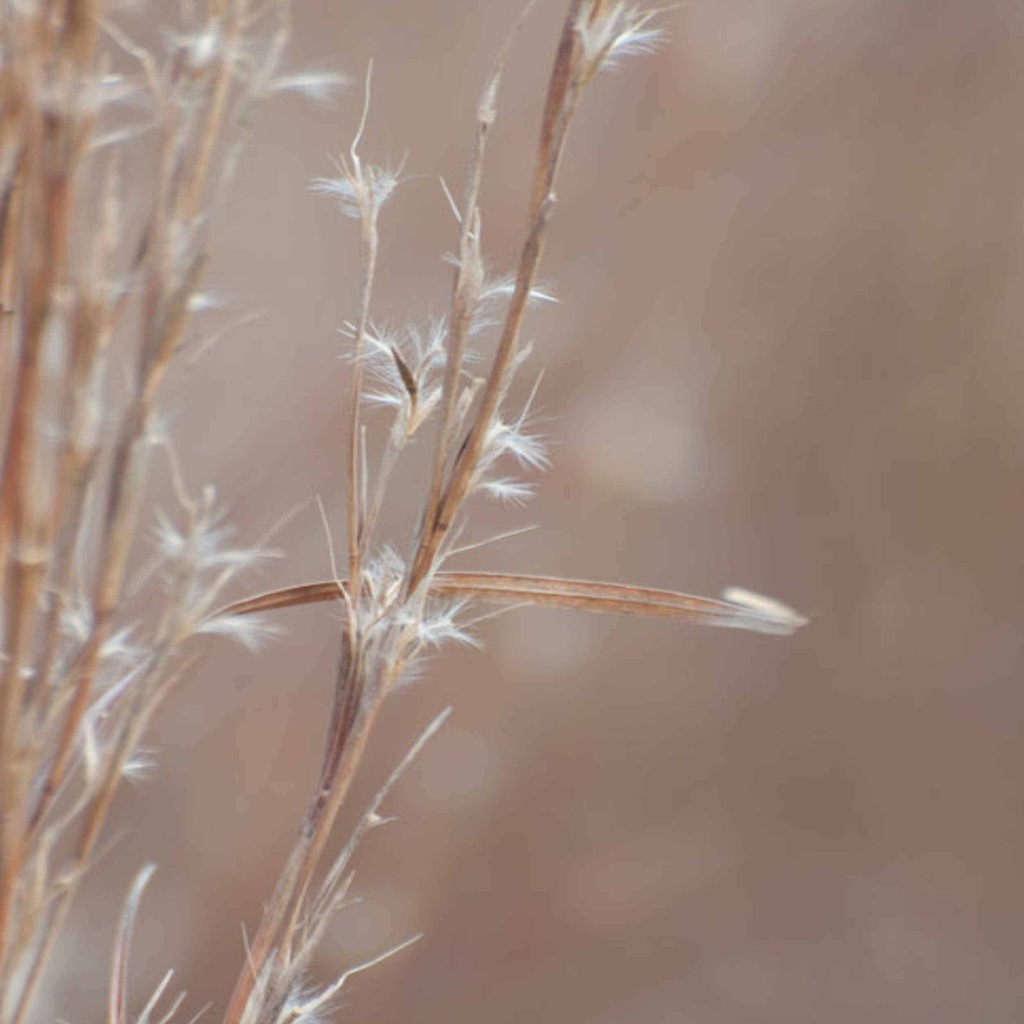 CIMARRON LITTLE BLUESTEM 3