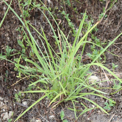 CIMARRON LITTLE BLUESTEM 4