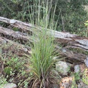 CIMARRON LITTLE BLUESTEM 5