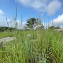 CIMARRON LITTLE BLUESTEM 6