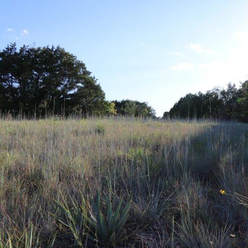 CIMARRON LITTLE BLUESTEM 8