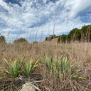 CIMARRON LITTLE BLUESTEM 9