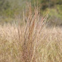 CIMARRON LITTLE BLUESTEM 11