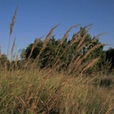 Cheyenne Indiangrass 2