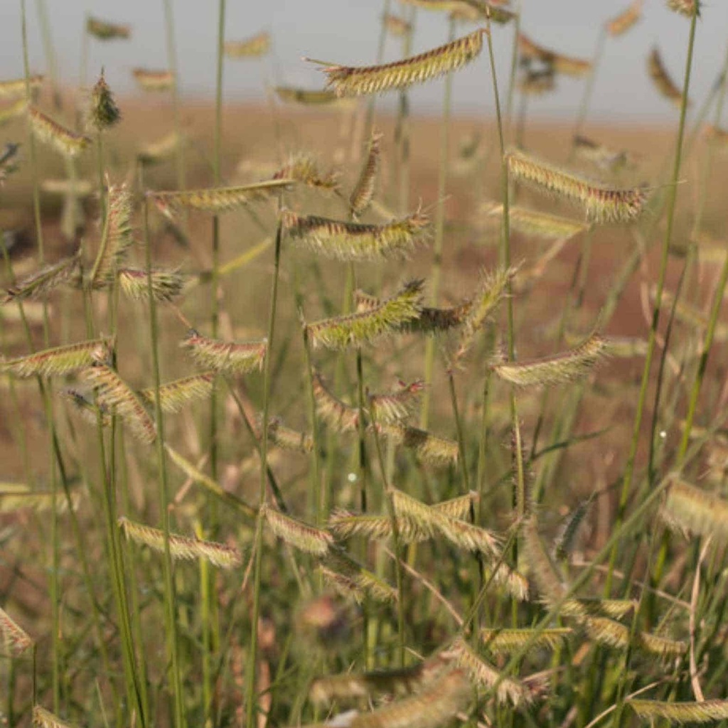 Chaparral Hairy Grama 3