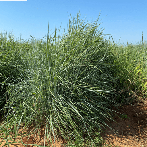 Carrizo Little Bluestem 2