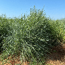 Carrizo Little Bluestem 2