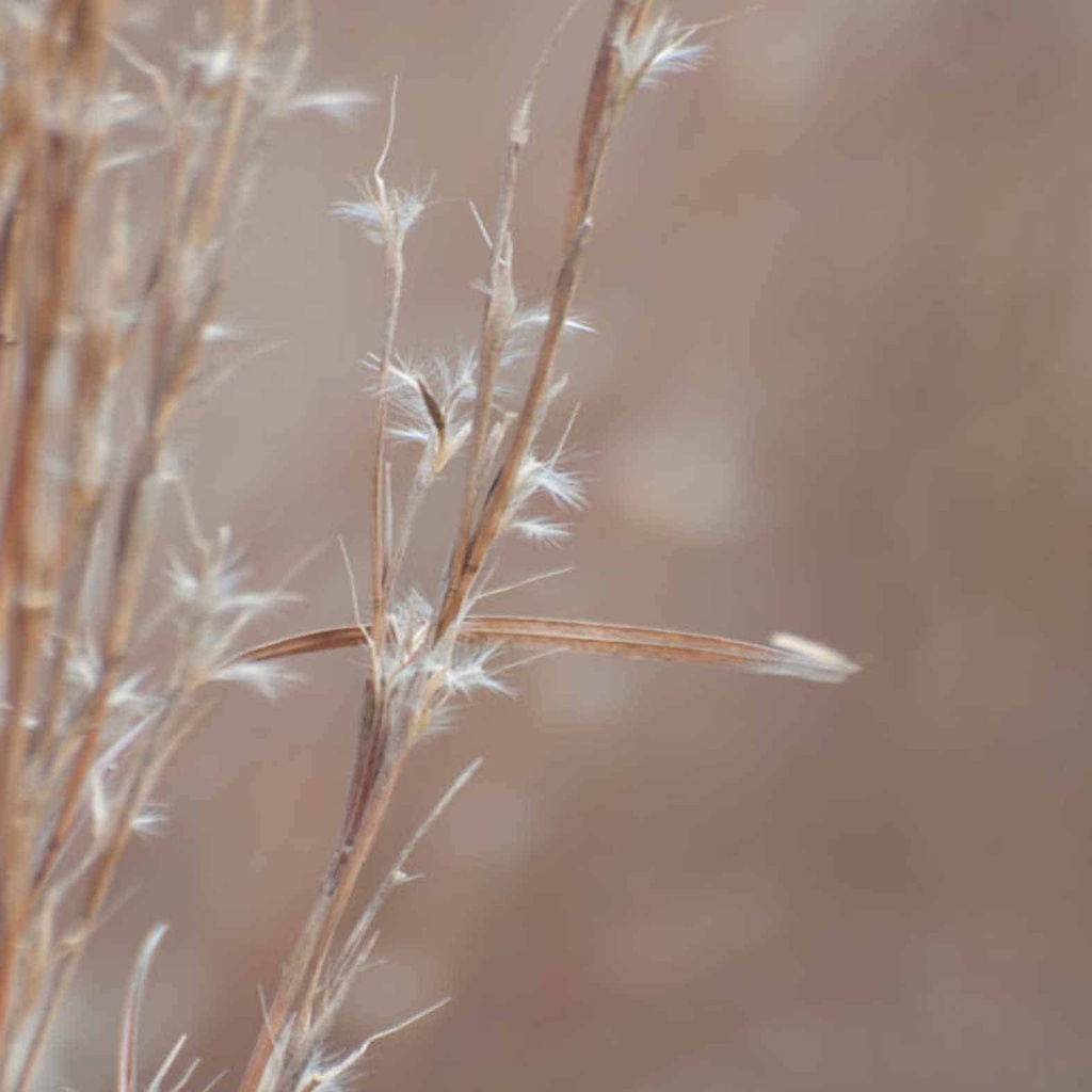 Carrizo Little Bluestem 3