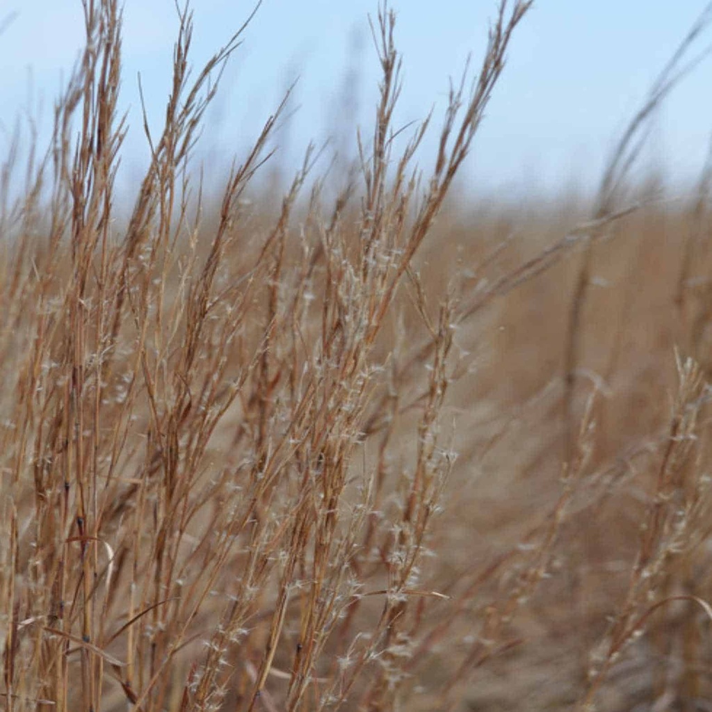 Carrizo Little Bluestem 4