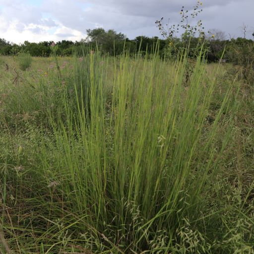 Carrizo Little Bluestem 5