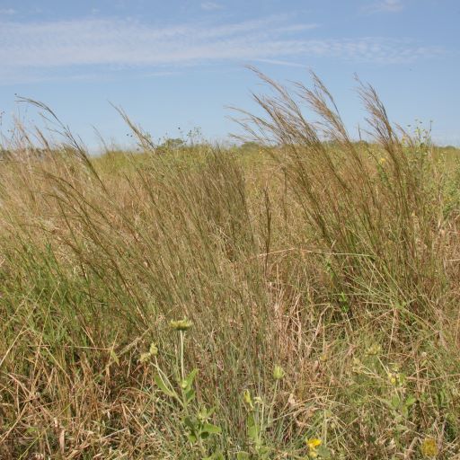 Carrizo Little Bluestem 7