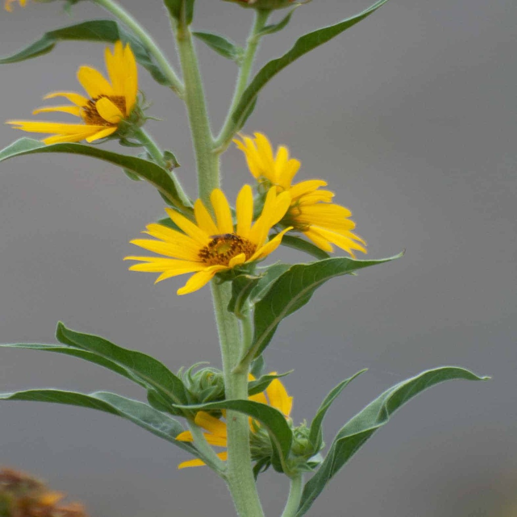 MAXIMILIAN SUNFLOWER