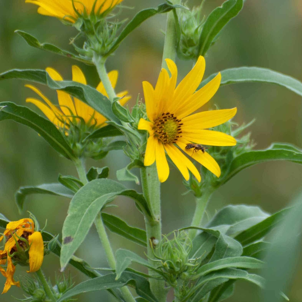 MAXIMILIAN SUNFLOWER