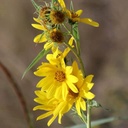 MAXIMILIAN SUNFLOWER