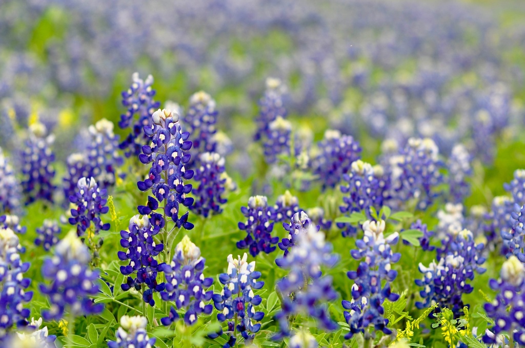 TEXAS BLUEBONNETS