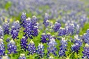 TEXAS BLUEBONNETS