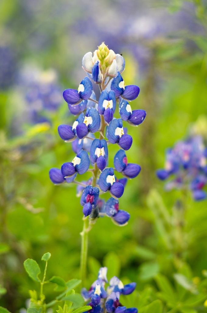 TEXAS BLUEBONNETS