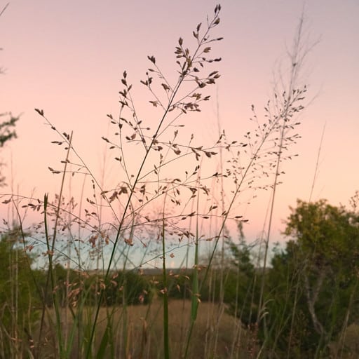 Alamo Switchgrass 3