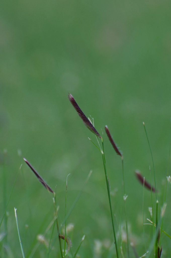 KING'S SHORT NATIVE GRASS MIX