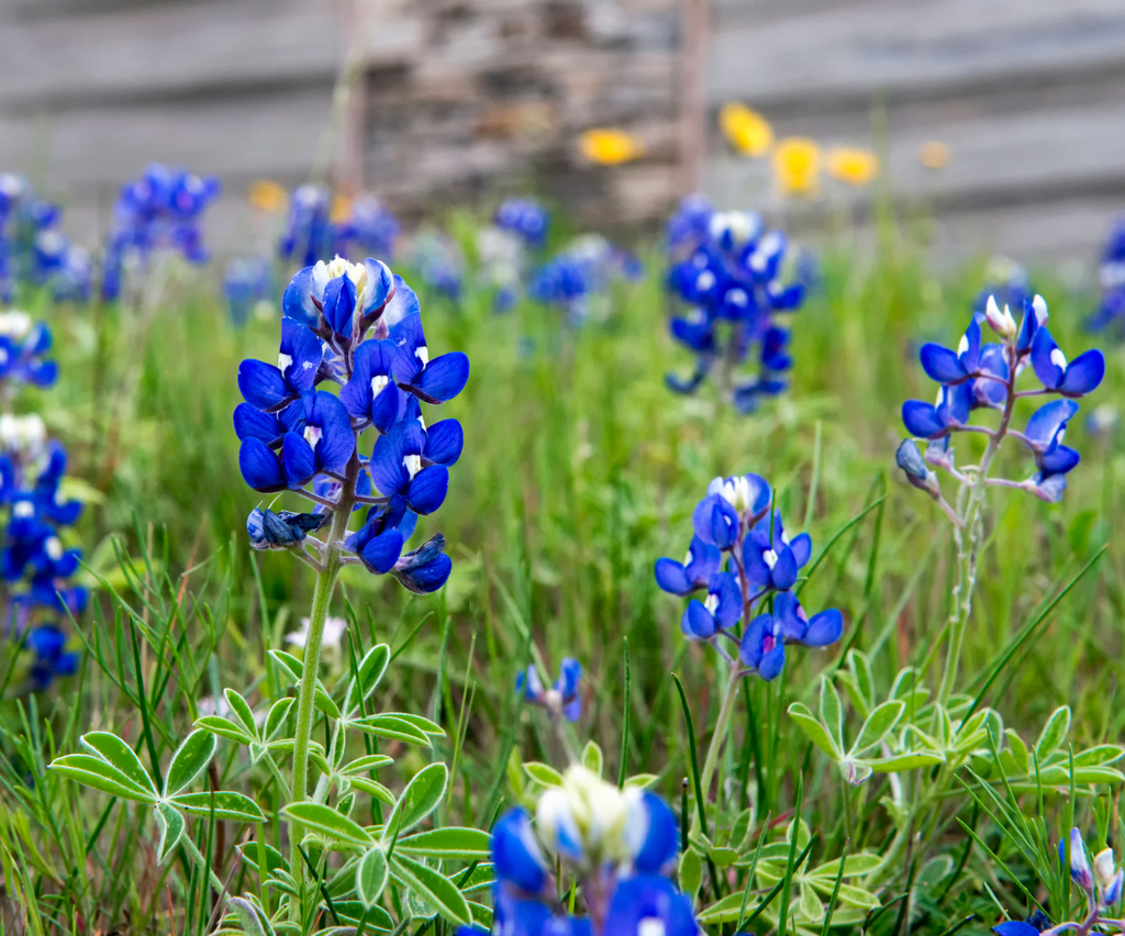 LADY BIRD JOHNSON BLUEBONNETS