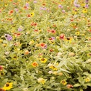 King's Wildflower Mix 6