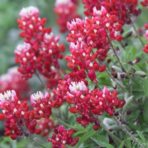 Texas Maroon Bluebonnets 3