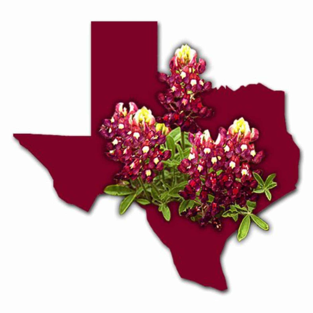 Texas Maroon Bluebonnets 4